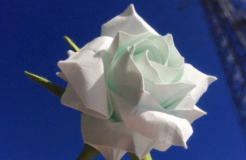 Gấp hoa hồng trắng 18 cánh Origami