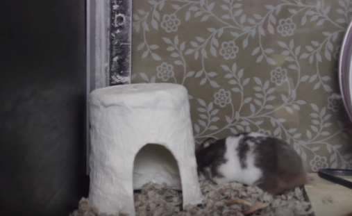 Cách tự làm nhà đơn giản cho hamster
