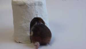 Cách làm nhà cho hamster