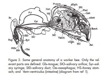  Giải phẫu của một ong thợ lấy mật