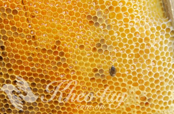 100 Tác dụng của mật ong khiến bạn ngạc nhiên